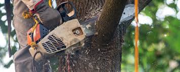 Roscoe, TX Tree Removal Services Company